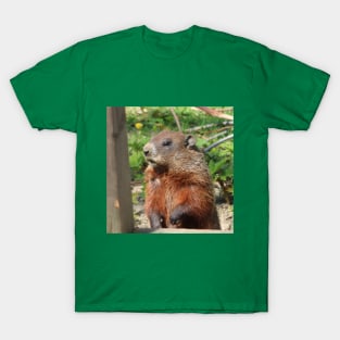 Woodchuck Checking out the Place T-Shirt